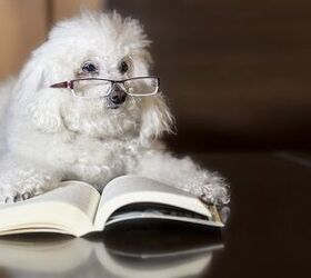top 10 smartest dog breeds