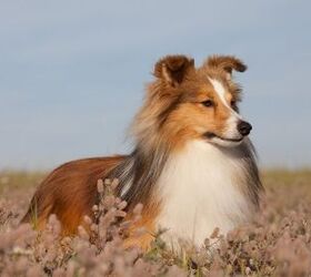 Top 10 Smartest Dog Breeds | PetGuide