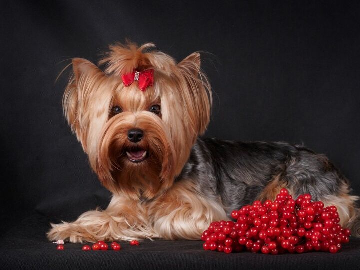 can dogs eat cranberries