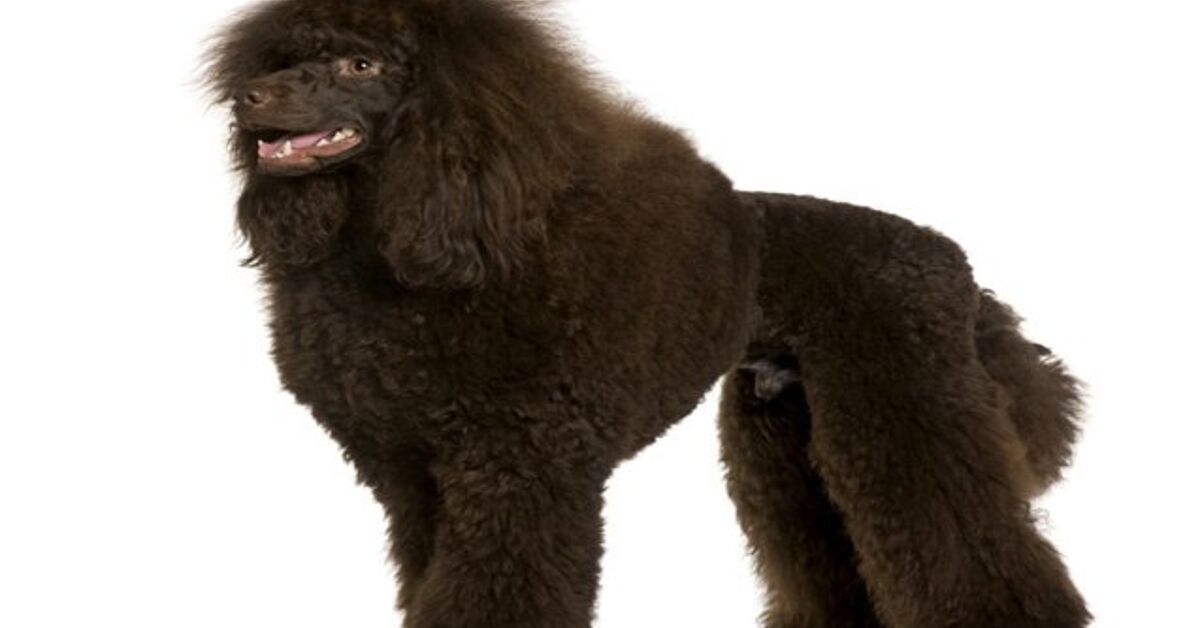Poodle Dog Breed Information And