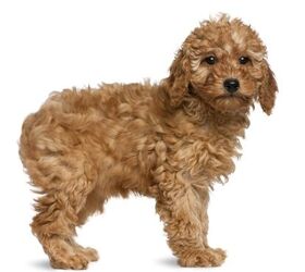 Toy sales poodle types