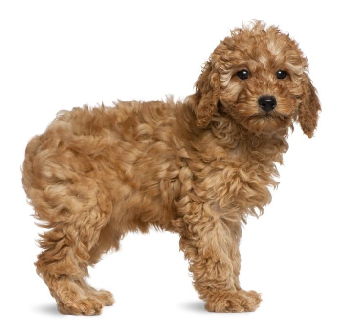 Poodle Dog Breed Information and Pictures - Petguide | PetGuide