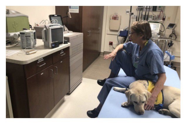 therapy dog in training brings comfort to hospital staff fighting covid 19
