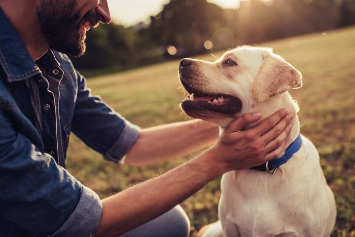 what experts say you need to know about covid 19 and your dog