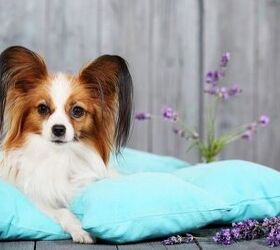 Top 10 Breeds With Bunny-Sized Ears
