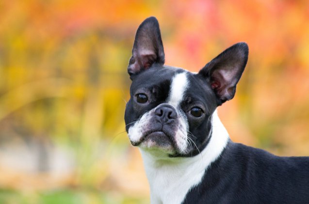 top 10 breeds with bunny sized ears