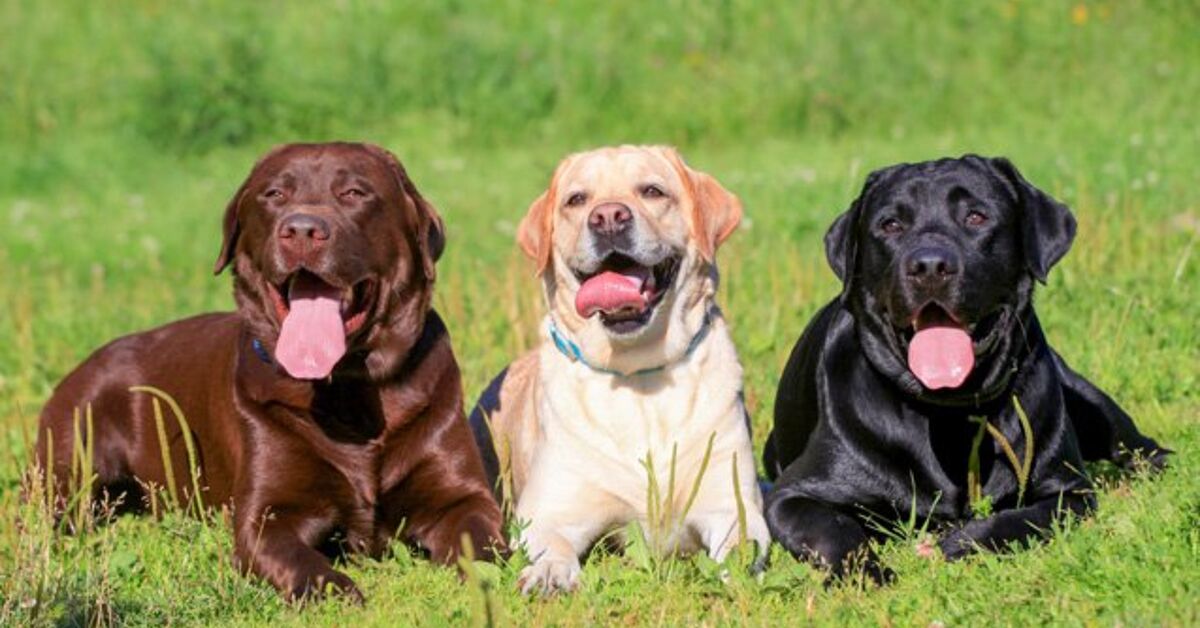 Labrador Retriever Information and Pictures - Petguide | PetGuide