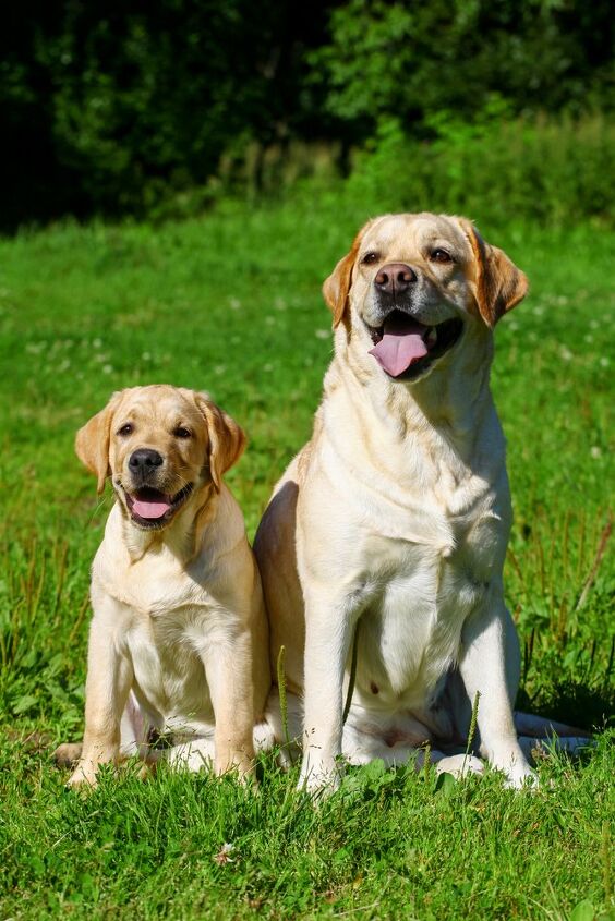 Labrador Retriever Information and Pictures - Petguide | PetGuide