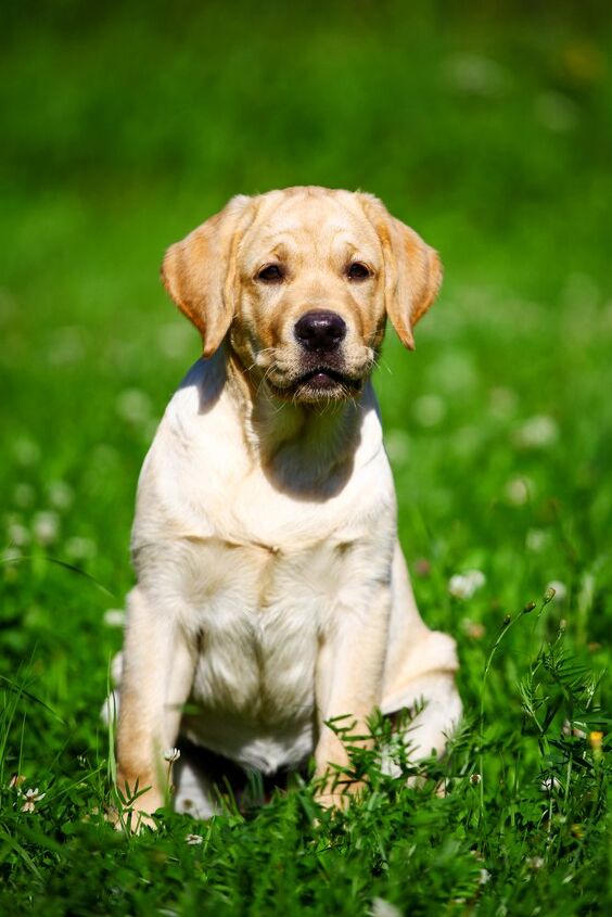 Labodor Retriever Labrador Retriever Information and Pictures - Petguide | PetGuide