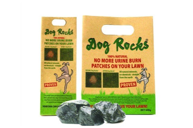 dog rocks rock by saving your lawn from pet pee burns