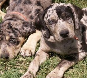 what is a catahoula dog mixed with