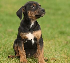 Labahoula Breed Health, Temperament, Training, and Puppies - PetGuide | PetGuide