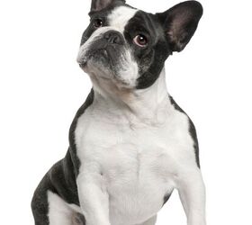 Half boston terrier 2024 half french bulldog