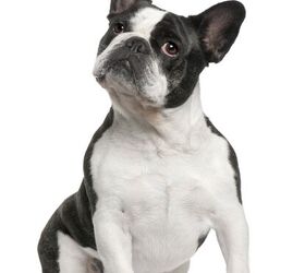 Men Cute French Bulldog Frenchie Puppies Underwear Dog Novelty