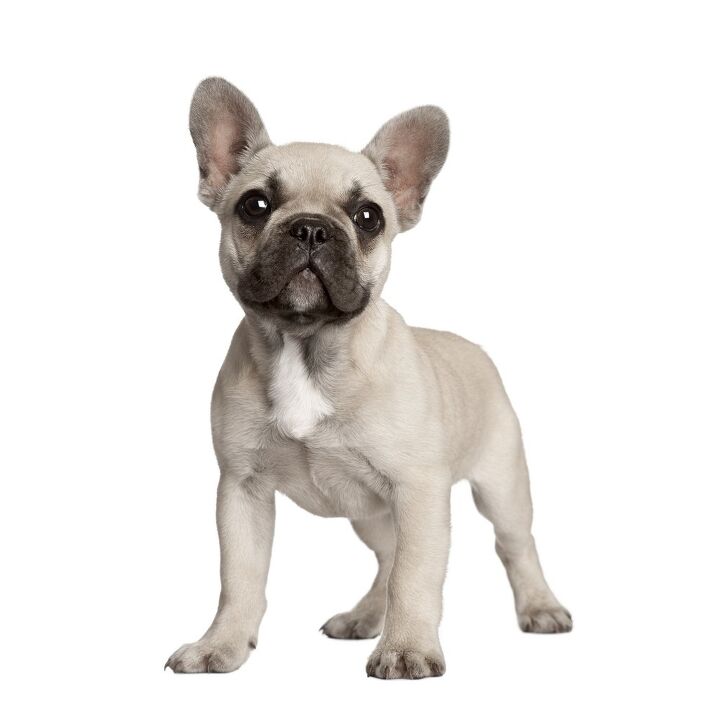 How Long Do Female French Bulldogs Stay In Heat how-long-do-female-french-bulldogs-stay-in-heat