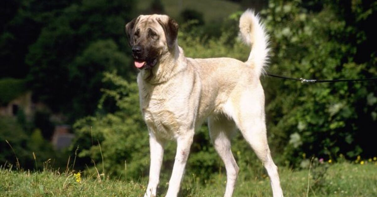 Anatolian Shepherd Dog Information and Pictures - PetGuide | PetGuide