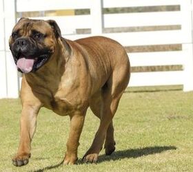 top 10 confident dog breeds