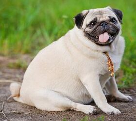 do i have a fat dog how to tell if your dog is overweight