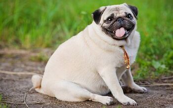 Do I Have A Fat Dog? How To Tell If Your Dog Is Overweight