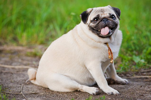do i have a fat dog how to tell if your dog is overweight