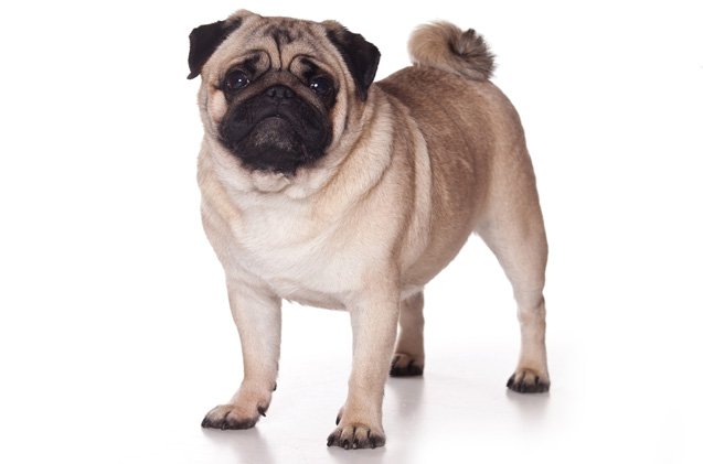 Pug Dog Breed Information and Pictures - Petguide | PetGuide