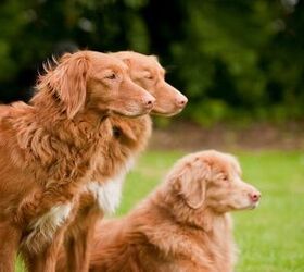 Top 10 Ginger Dog Breeds
