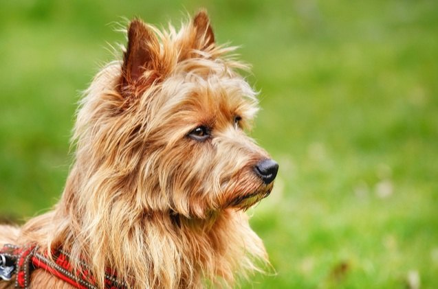 top 10 ginger dog breeds