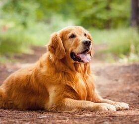 top 10 ginger dog breeds