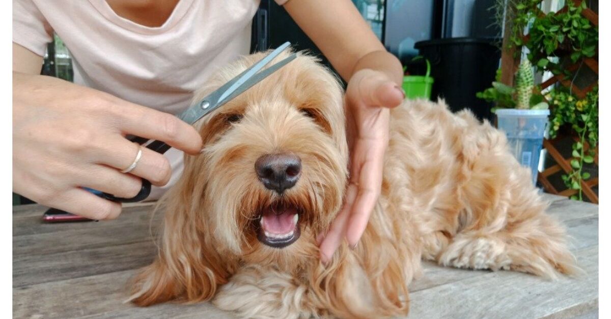 How to Groom Your Dog at Home
