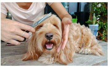 How To Groom Your Dog at Home