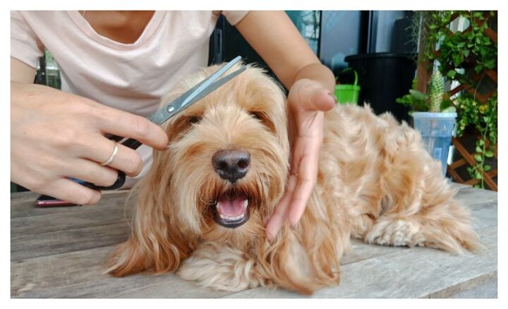 how to groom your dog at home