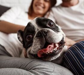 how do you introduce your new dog to your partner