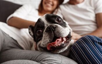 How Do You Introduce Your New Dog to Your Partner?