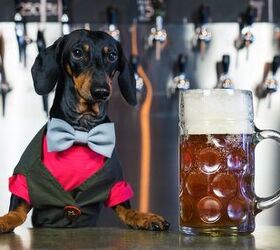 Best Dog-Friendly Breweries