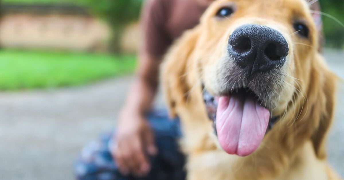Why Does My Dog Follow Me Around the House? | PetGuide