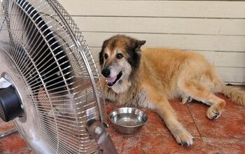 What You Need To Know About Heat Stroke In Dogs