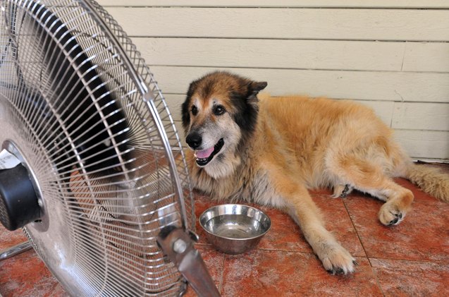what you need to know about heat stroke in dogs