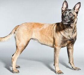 4 Different Types Of Belgian Malinois