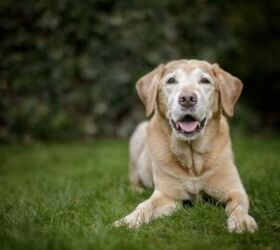 New Research Suggests Genetics May Decide How Long Dogs Live