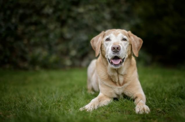 new research suggests genetics may decide how long dogs live