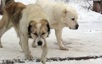 Central Asian Shepherd Dog