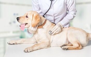Researchers Investigate Pets and People Coronavirus Connection