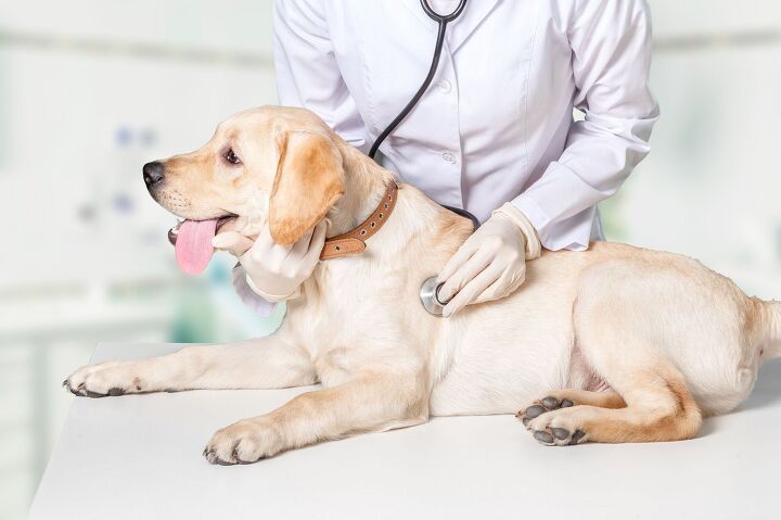 researchers investigate pets and people coronavirus connection