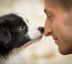 Why Do Dogs Nuzzle?