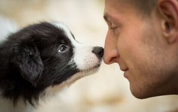 Why Do Dogs Nuzzle?