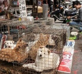 China Reclassifies Dogs As Pets Just Before Yulin Dog Meat Festival