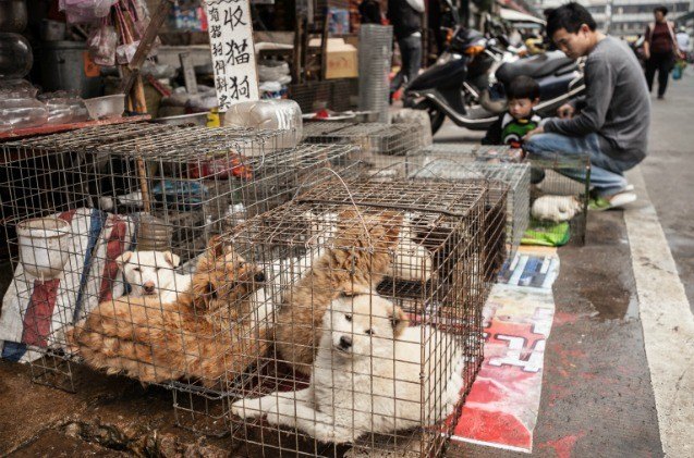 china reclassifies dogs as pets just before yulin dog meat festival