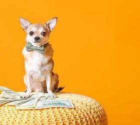 top 10 money saving tips for dog owners
