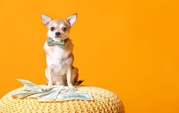 Top 10 Money-Saving Tips for Dog Owners