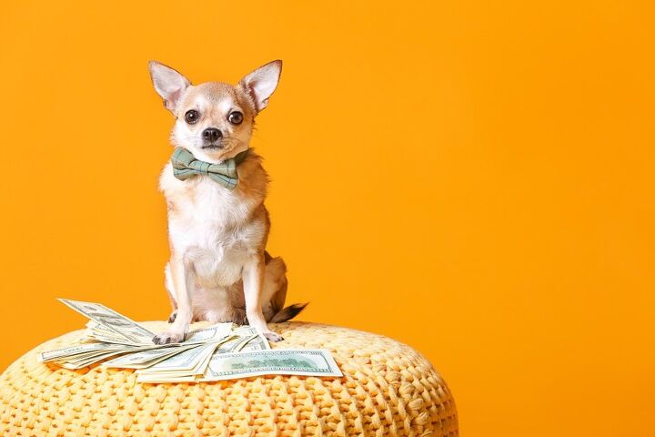 top 10 money saving tips for dog owners